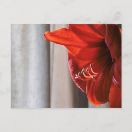 Red Lion Amaryllis Blume Foto Postkarte