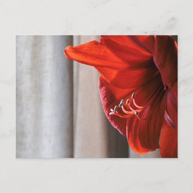 Red Lion Amaryllis Blume Foto Postkarte (Vorderseite)
