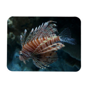 Red Lionfish Foto Magnet