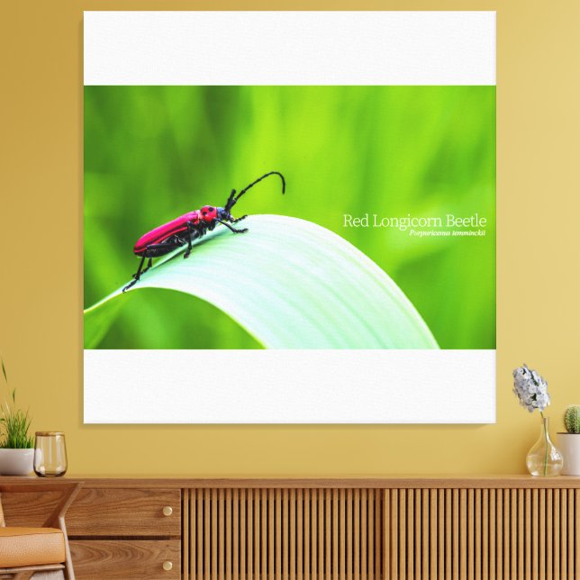 Red Longicorn Beetle and green background Leinwanddruck (Insitu (Wohnzimmer))