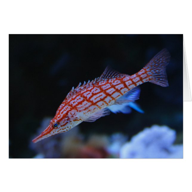 Red Longnose Hawkfish (Vorderseite (Horizontal))