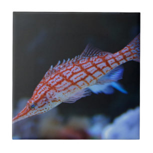 Red Longnose Hawkfish Fliese