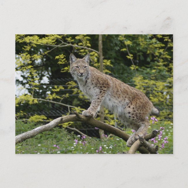 Red Lynx auf einer Baumzweigung Postkarte (Vorderseite)