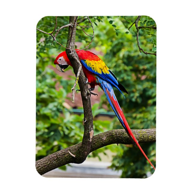 Red Macaw Flexible Magnet (Vertikal)