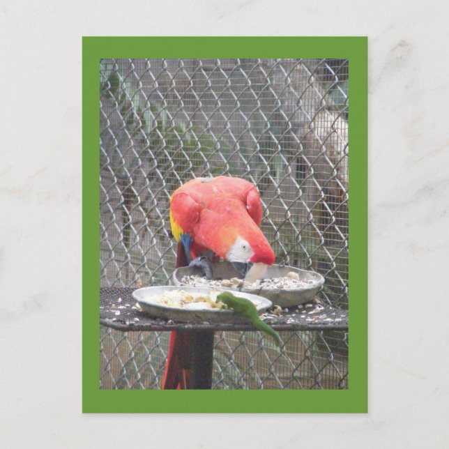 Red Macaw mit Gecko Postkarte (Vorderseite)