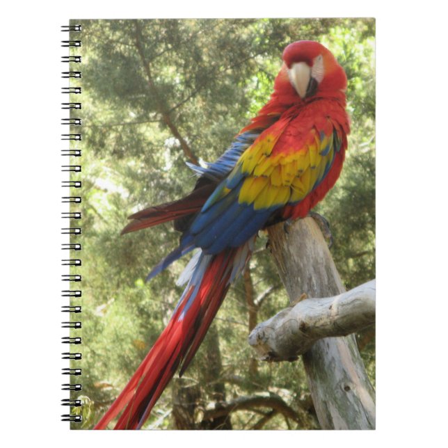 Red Macaw Parrot Bird farbenfroh tropisch Notizblock (Vorderseite)