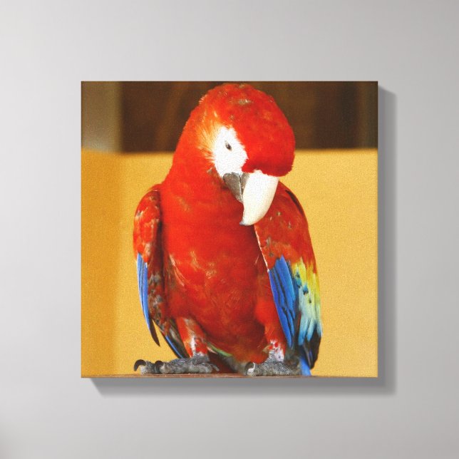 Red Macaw Tropical Parrot in Mexiko Leinwanddruck (Vorderseite)