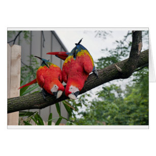 Red Macaws 1.JPG