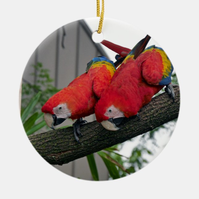Red Macaws 2.JPG Keramik Ornament (Vorne)