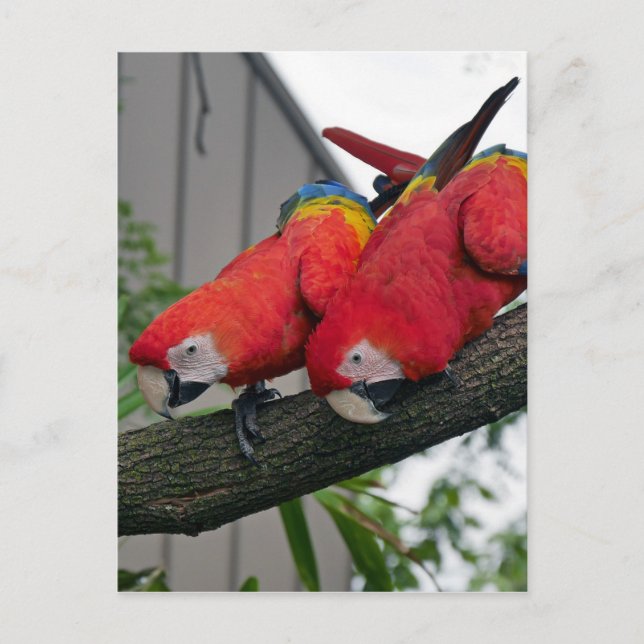 Red Macaws 2.JPG Postkarte (Vorderseite)