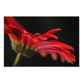 Red Macro Gerbera Blume Fotodruck