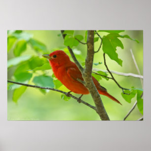 Red Male Summer Tanager in Forest Poster
