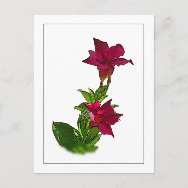 Red Mandevilla Botanische Sketch Postkarte (Vorderseite)