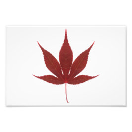 Red Maple Leaf Fotodruck