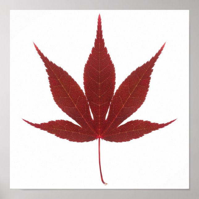 Red Maple Leaf Poster (Vorne)