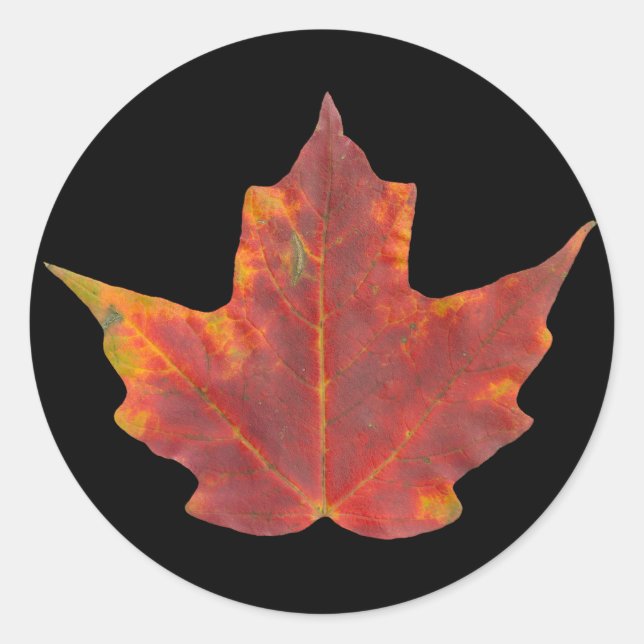 Red Maple Leaf Runder Aufkleber (Vorderseite)