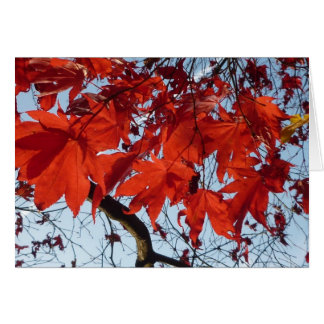 Red Maple Leaves