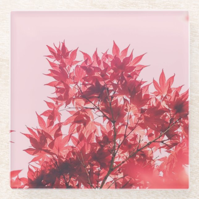 Red Maple Leaves on Pink Glasuntersetzer (Vorderseite)