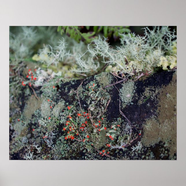 Red Matchstick Lichen Poster (Vorne)