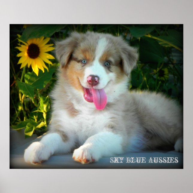 Red Merle 2 Australian Shepherd Poster (Vorne)