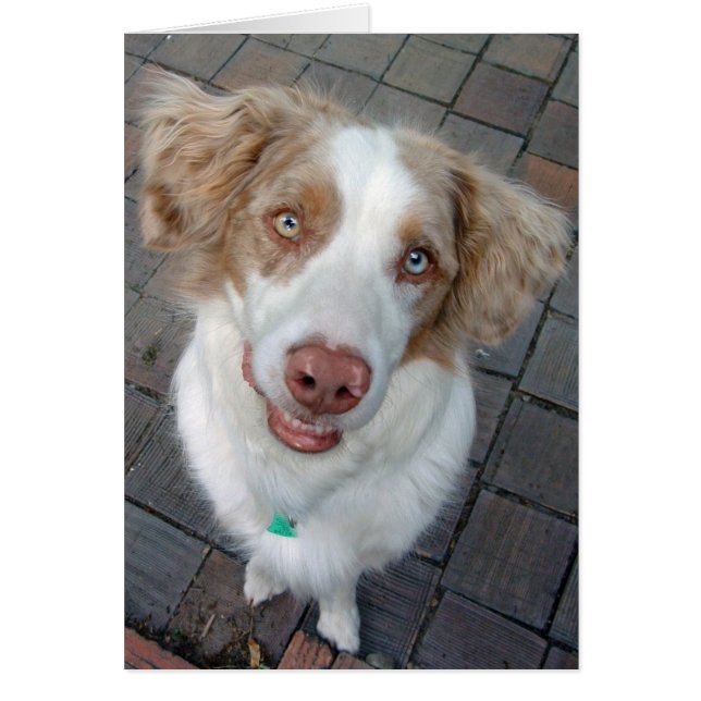Red Merle Australian Shepherd (Vorne)