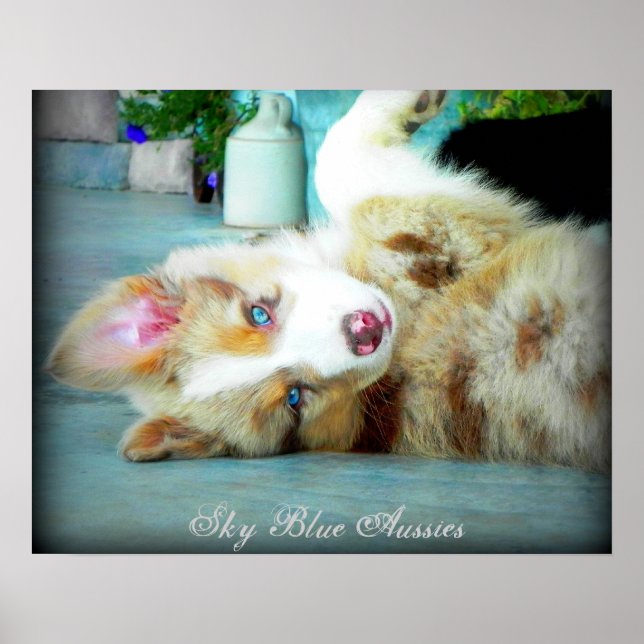 Red Merle Australian Shepherd Puppy Poster (Vorne)