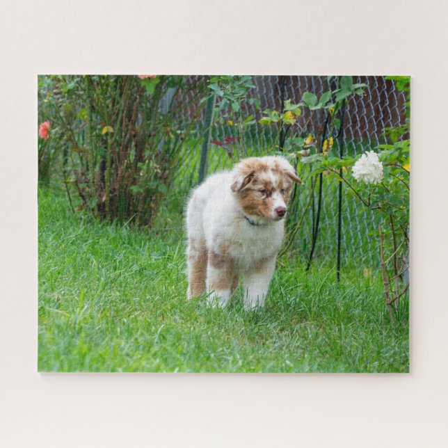 Red Merle Australian Shepherd Puzzle (Horizontal)