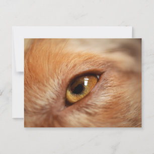 Red Merle Eye Miniature American Shepherd Postkarte