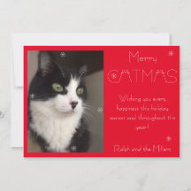 Red Merry Catmas Cat Pet Foto