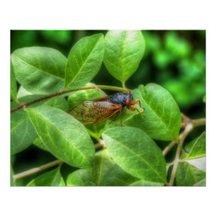 Red Mit Augen Cicada Poster