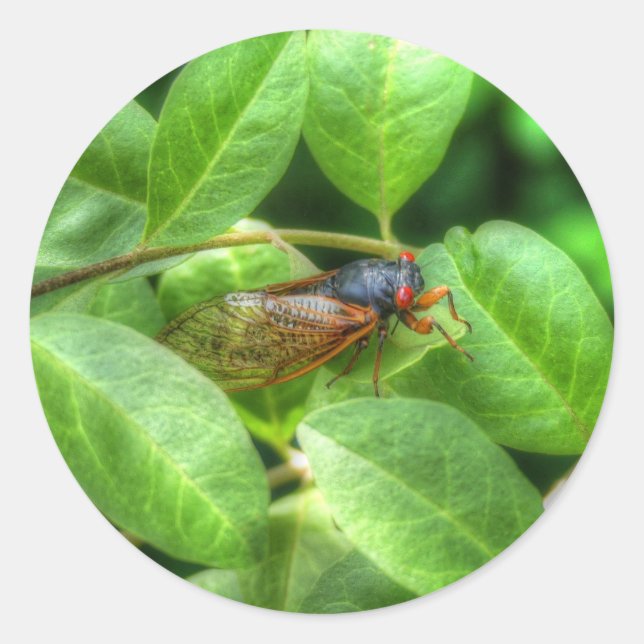 Red Mit Augen Cicada Runder Aufkleber (Vorderseite)