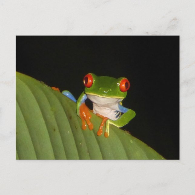 Red Mit Augen Gaudy Night Frosch DIY Postcard Postkarte (Vorderseite)
