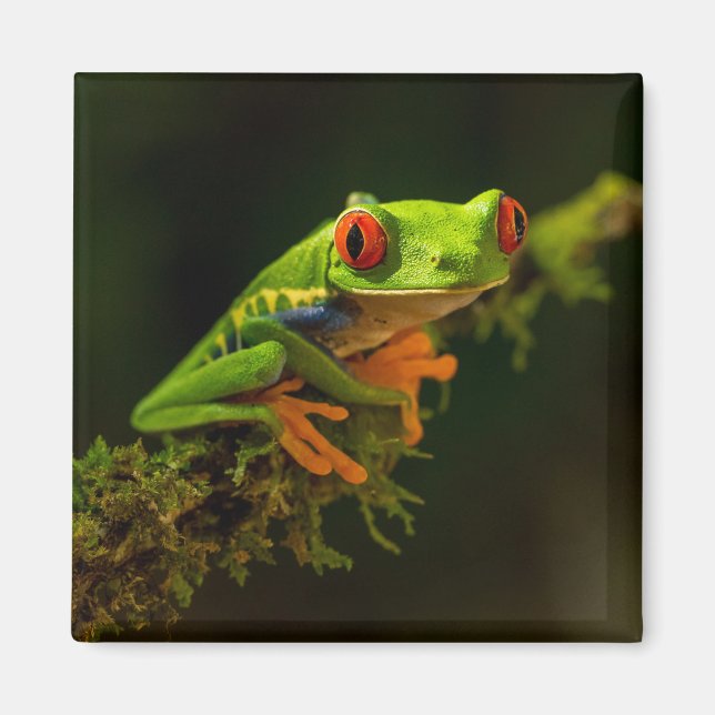 Red Mit Augen Tree Frog auf einem Zweig Magnet (Vorne)
