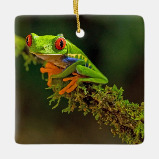 Red Mit Augen Tree Frog Foto Keramikornament (Vorderseite)