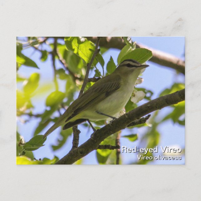 Red-mit Augen Vireo Postkarte (Vorderseite)