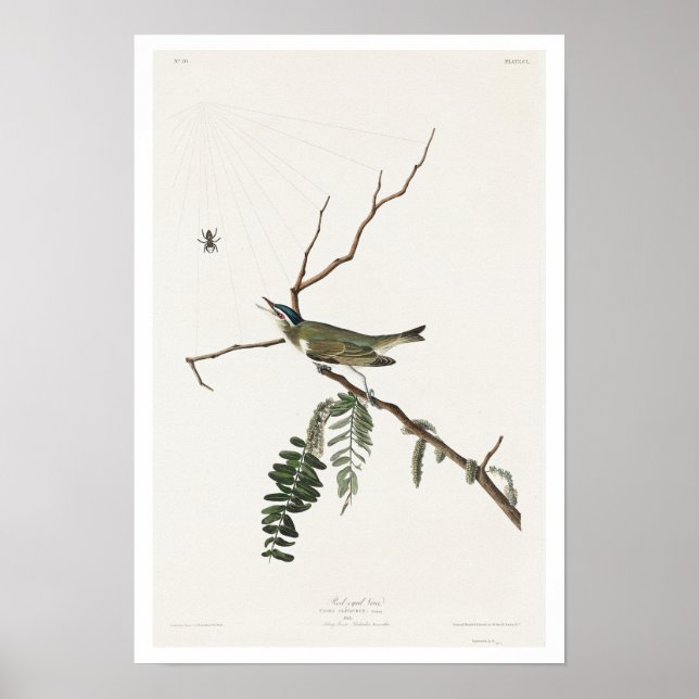 Red mit Augen Vireo von Audubon Poster (Vorne)