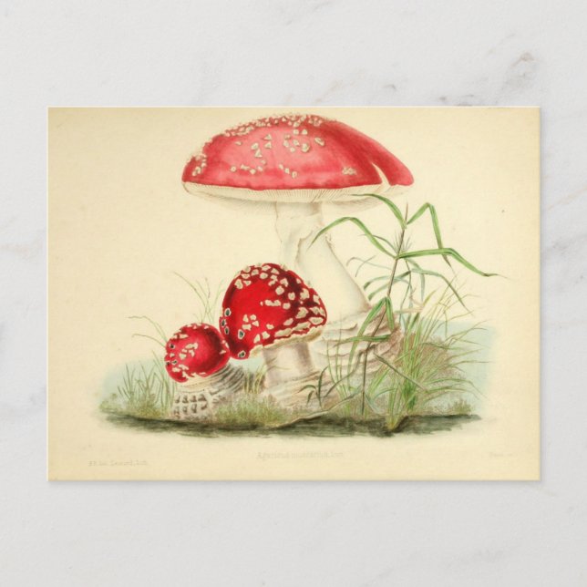 Red Mushroom Fungi Fungus Vintage Postcard Postkarte (Vorderseite)