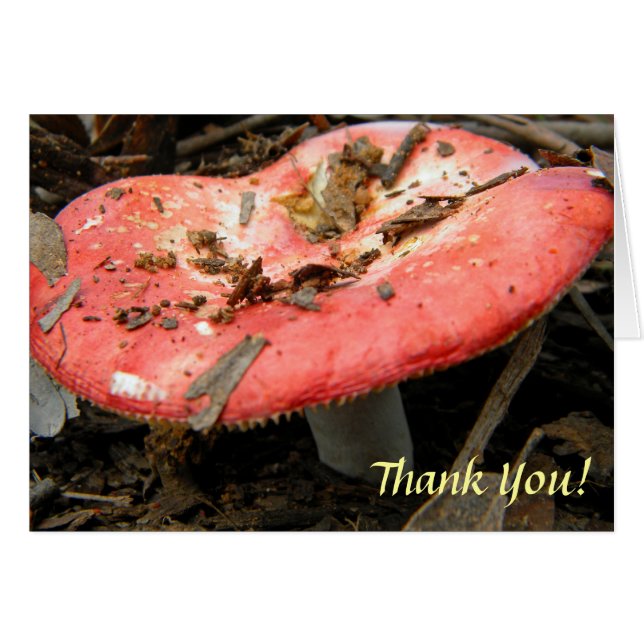 Red Mushroom Note Card (Vorderseite (Horizontal))