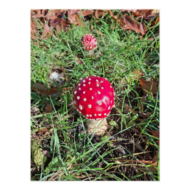 Red mushroom  poster (Vorderseite)