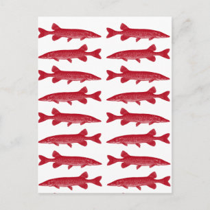 Red Muskie Postkarte