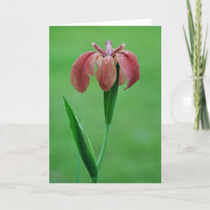 Red Native Louisiana Iris Card Karte