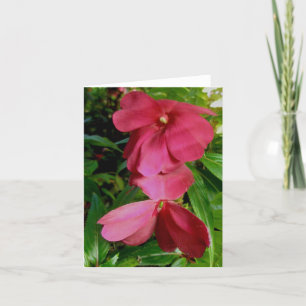 Red New Guinea Impaties Note Card Feiertagskarte