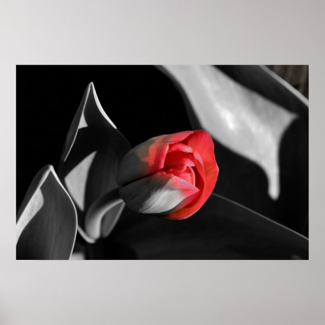 Red Newborn Tulip Poster (Vorne)