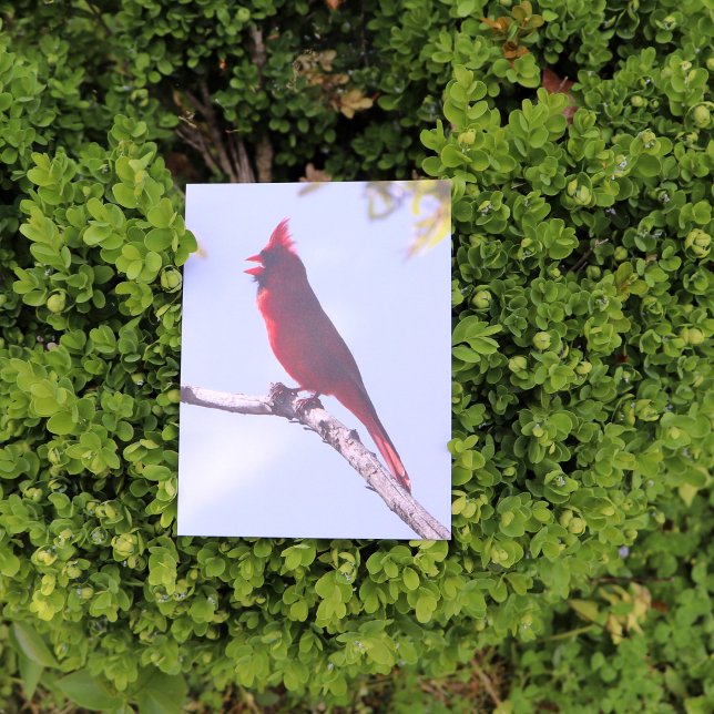 Red Northern Kardinal Bird Postkarte (Von Creator hochgeladen)