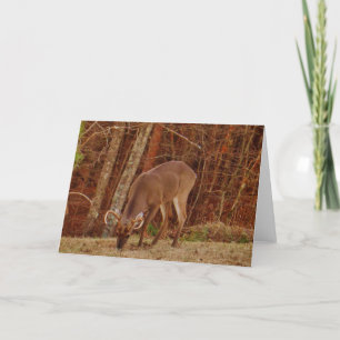 Red Oak Camouflage Stag Buck Deer Feeding Feiertagskarte