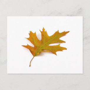 Red Oak Leaf Postcard von Petr Kratochvil Postkarte