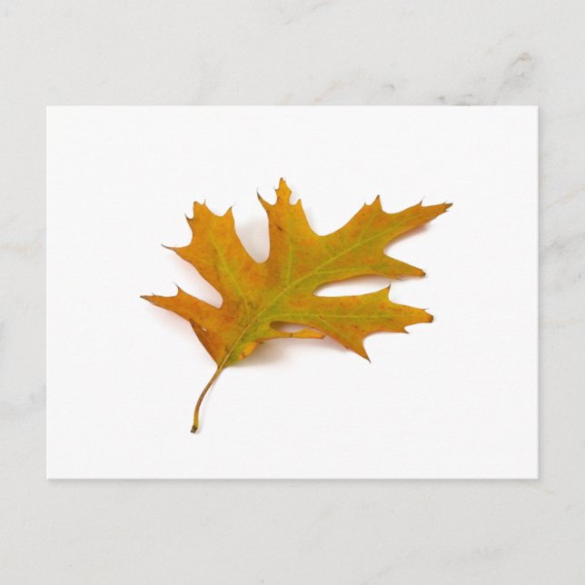 Red Oak Leaf Postcard von Petr Kratochvil Postkarte (Vorderseite)