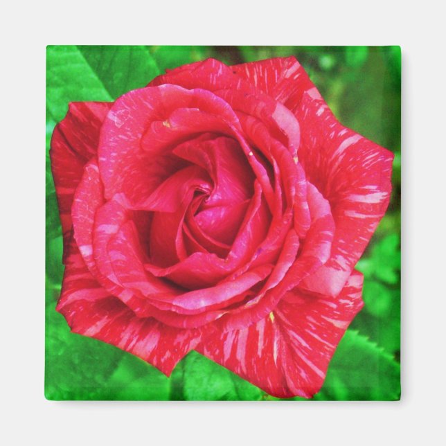 Red on Red Strip Rose Magnet (Vorne)