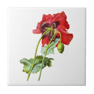 Red Opium Poppy von Pierre Joseph Redoute Fliese
