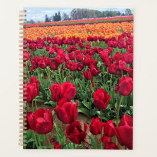 Red & Orange Tulip Field, Oregon Planer